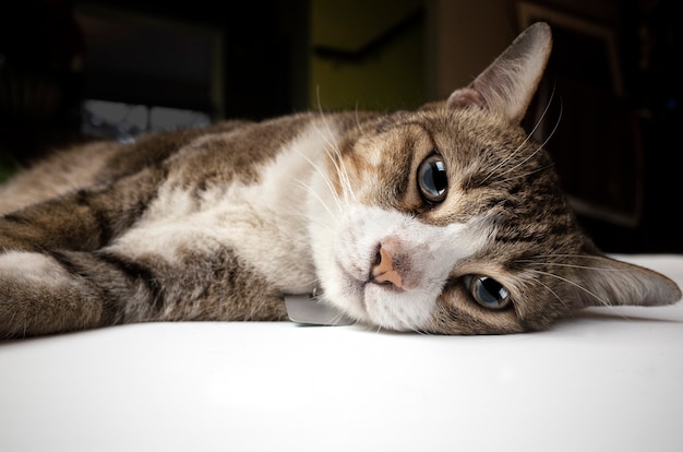 Gatto peloso sdraiato su un letto