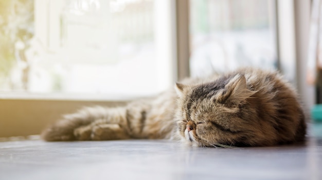 Gatto persiano a strisce grigio che dorme su un pavimento, fuoco molle.