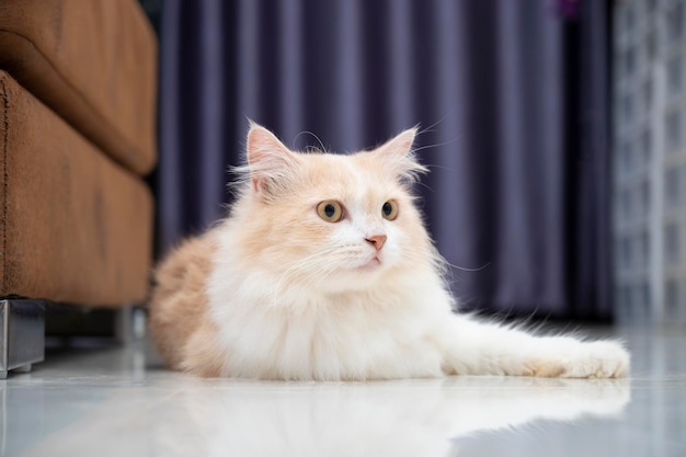 Gatto persiano bianco e marrone con un viso carino