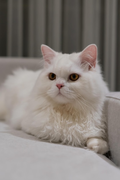 Gatto persiano cincillà bianco che osserva. Soffice pelo di gatto bianco