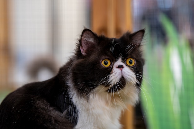 Gatto persiano dall'aspetto carino