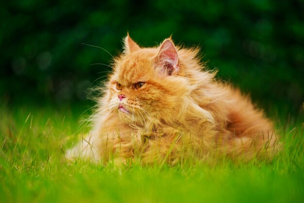 gatto persiano marrone sul campo di erba verde