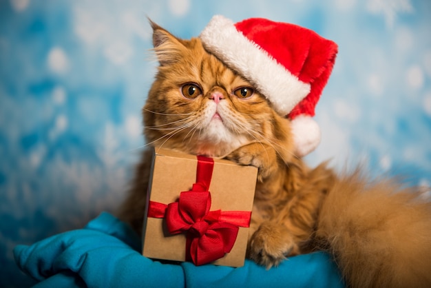 Gatto persiano rosso con cappello di Babbo Natale rosso a Natale