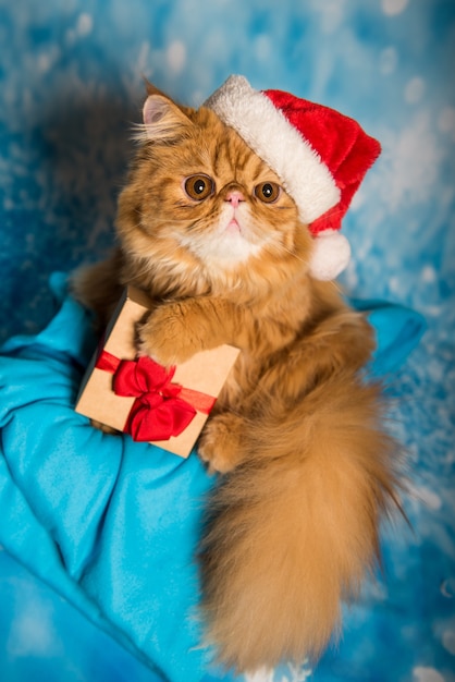 Gatto persiano rosso con cappello di Babbo Natale rosso a Natale