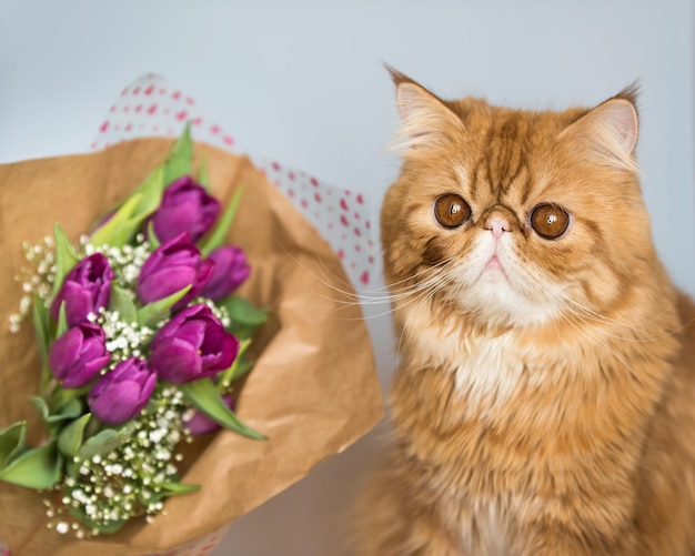 Gatto persiano rosso con un bouquet di tulipani viola brillante