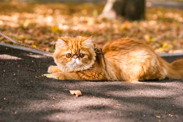 Gatto persiano rosso divertente con un guinzaglio che cammina nell'iarda