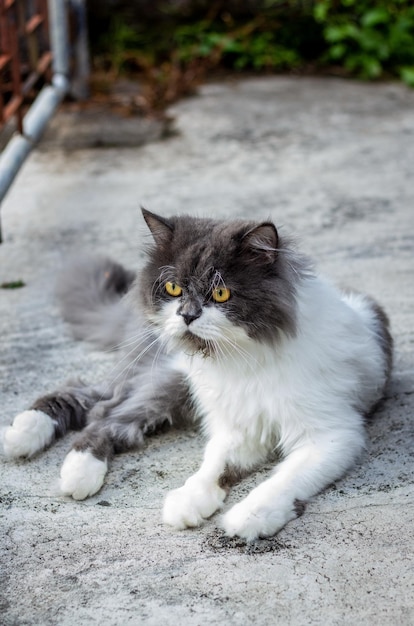 Gatto persiano seduto sul pavimento di cemento e guarda dritto