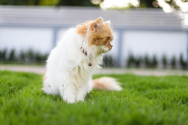 Gatto persiano sveglio che si siede sul campo di erba verde