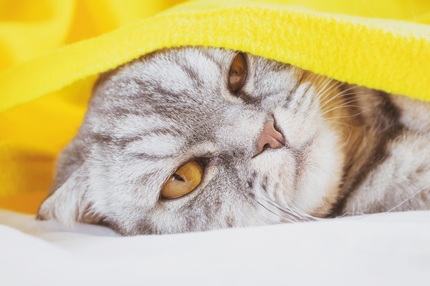 gatto piega scozzese a strisce nere e grigie dorme su un divano sotto un plaid giallo.