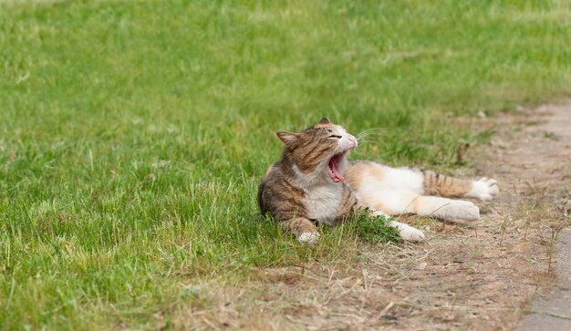 Gatto pigro che pone su un'erba