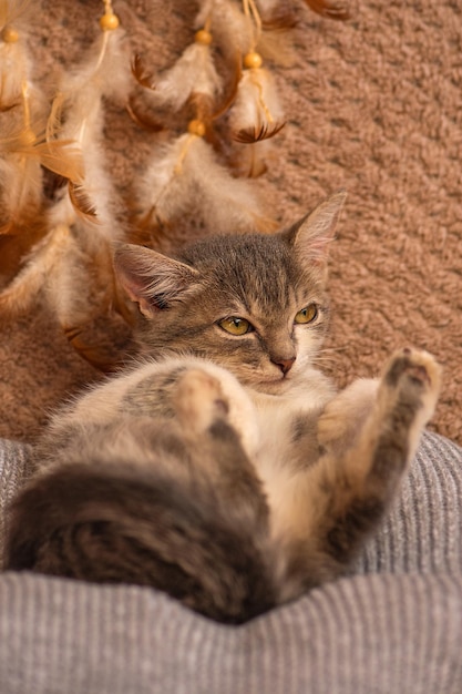 Gatto pigro che si rilassa su una coperta di pelliccia Gatto carino che dorme Il gattino dorme su una coperta di pelliccia