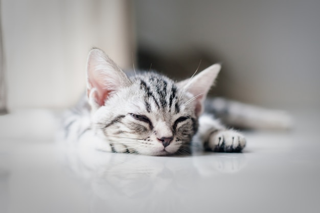 Gatto pigro del bambino che dorme sul pavimento