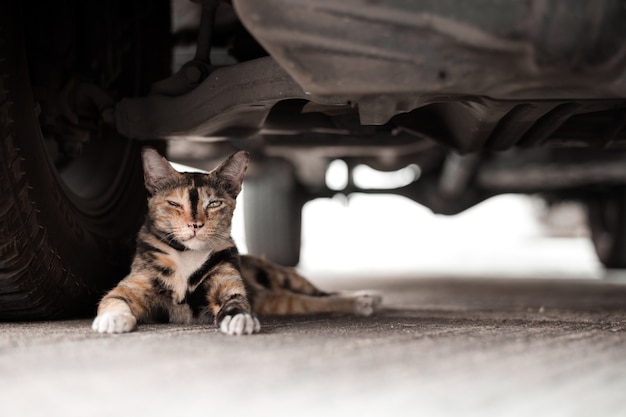 Gatto pigro nascosto sotto l'auto