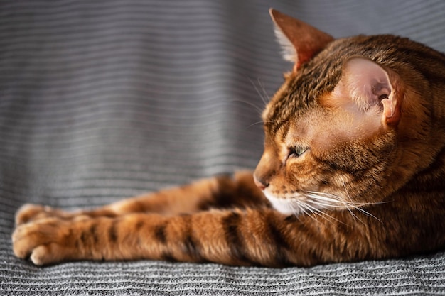 Gatto pigro Simpatico gatto sdraiato sul letto