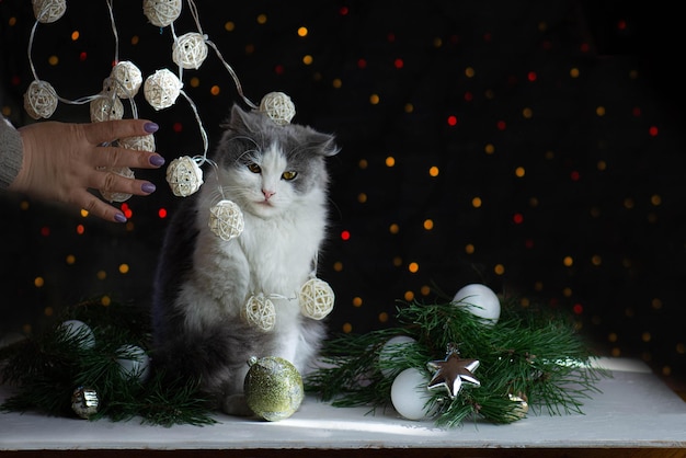 Gatto posa in ornamenti di Natale e nastro Christmas cute cat Gatto sull'albero di Natale Gatto distrugge il Natale