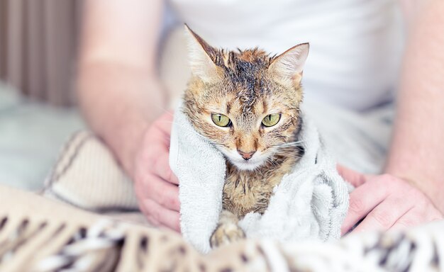 Gatto pulito con un asciugamano dopo il bagno