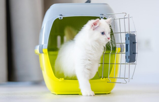 Gatto Ragdoll che trasporta all'interno