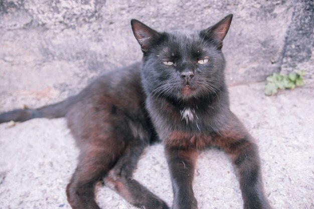 Gatto randagio adulto nero che si trova alla fine della giornata, sullo stretto marciapiede di una vecchia strada.