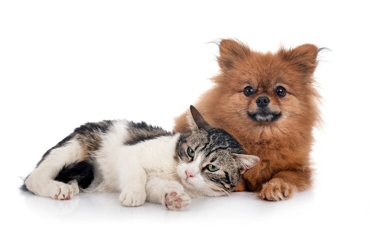 Gatto randagio e spitz