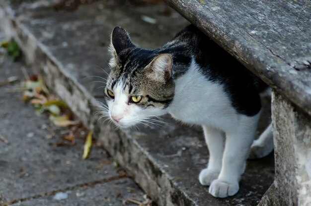 Gatto randagio in piazza