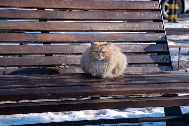 Gatto randagio lanuginoso rosso su una panchina del parco in inverno