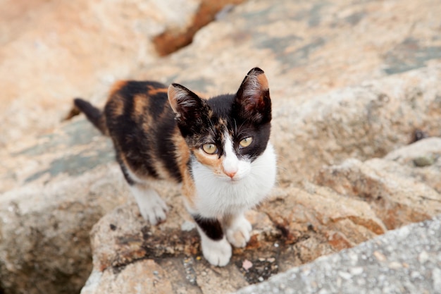 Gatto randagio nero e marrone l