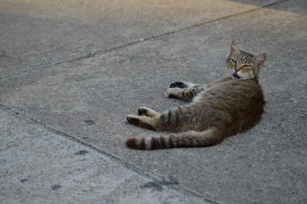 Gatto randagio sdraiato a terra