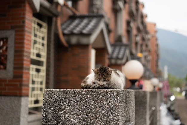 Gatto randagio seduto sul pilastro in strada