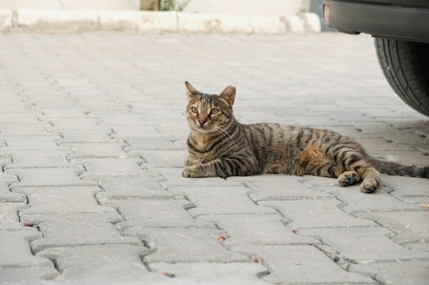 Gatto randagio solitario all'aperto Problema di senzatetto dell'animale domestico