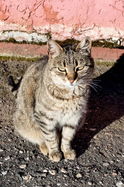 Gatto randagio soriano sul marciapiede e sull'ombra