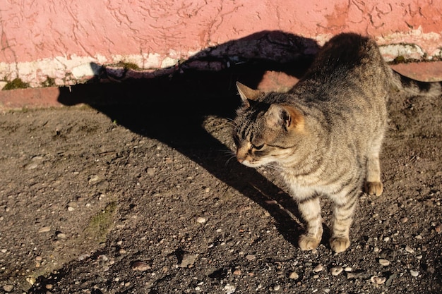 Gatto randagio soriano sul marciapiede e sull'ombra