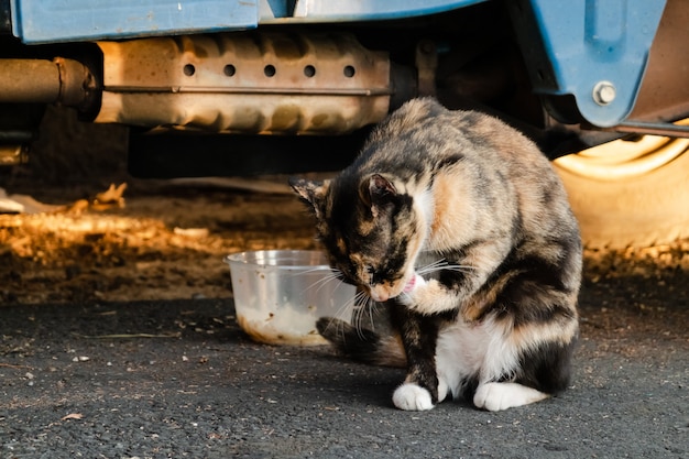 Gatto randagio tartarugato mangia cibo per strada