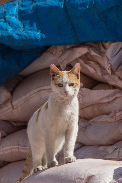 Gatto randagio visto nella via della città