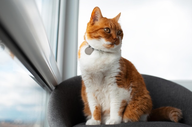 Gatto redwhite sdraiato sulla sedia vicino alla finestra panoramica