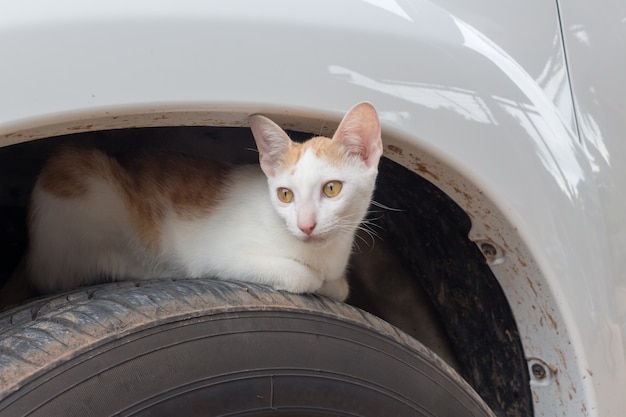 gatto rilassante sulla ruota dell&#39;auto