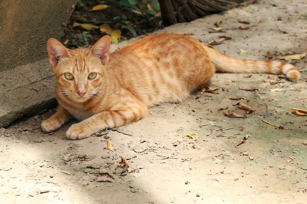 Gatto, Ritratto di gatto, Gatto di bellezza carino