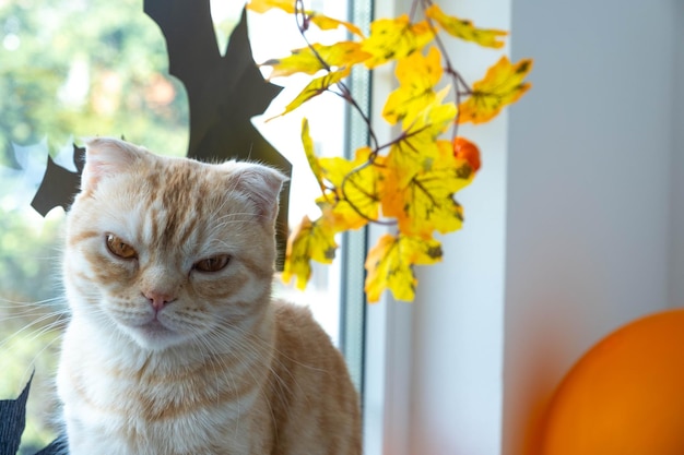 Gatto rosso a strisce carino di Halloween razza Scottish fold seduto vicino alla finestra