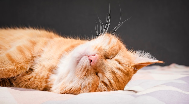 Gatto rosso carino dorme sul letto