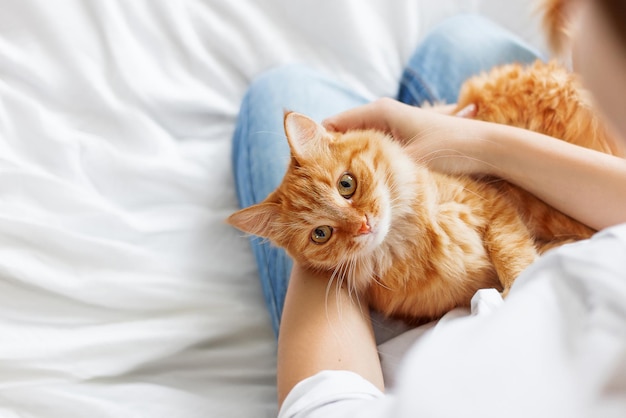 Gatto rosso carino su mani di donna animale domestico soffice comodamente sistemato spazio di copia domestico accogliente