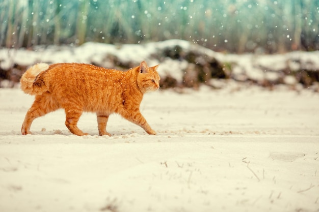 Gatto rosso che cammina all'aperto nella neve