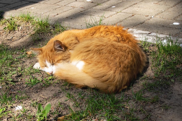 Gatto rosso che dorme sull'erba al sole