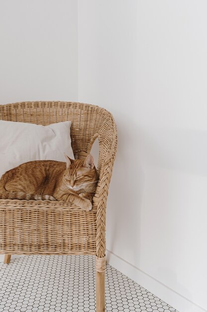 Gatto rosso che dorme sulla sedia in rattan con cuscino.