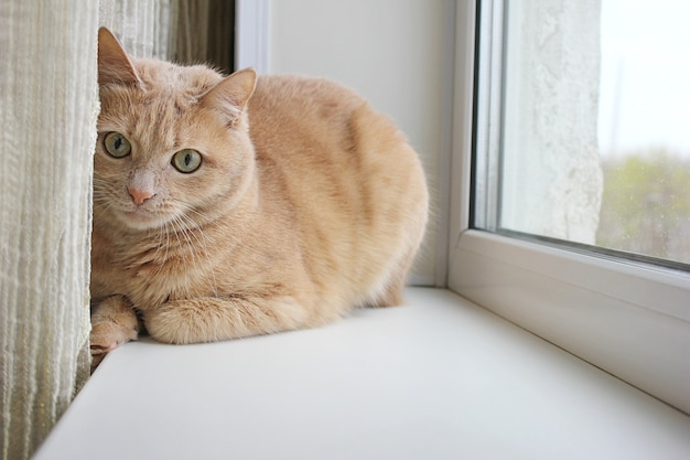 Gatto rosso che riposa sul davanzale vicino alla tenda. luce naturale