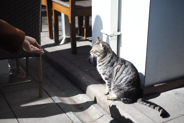 Gatto rosso che si guarda intorno all'aperto