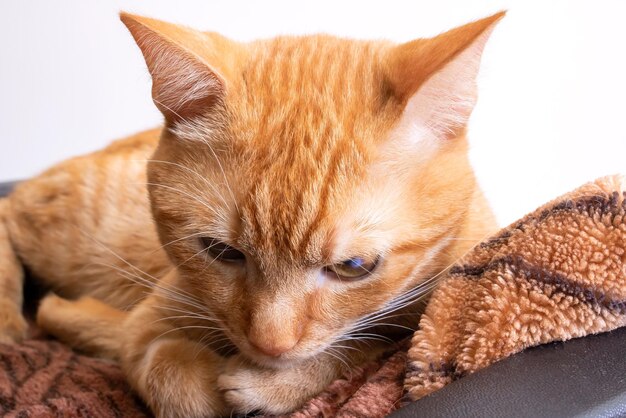 Gatto rosso con uno sguardo arrogante e giudicante