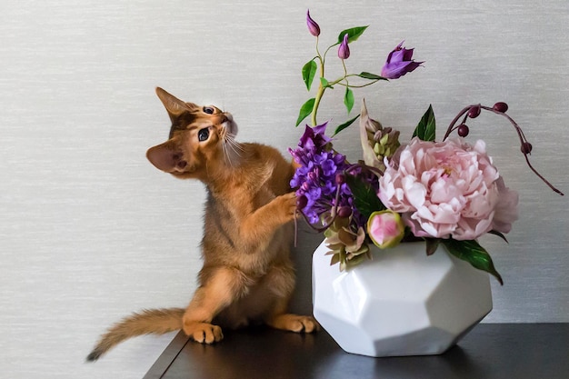 Gatto rosso con vaso di fiori