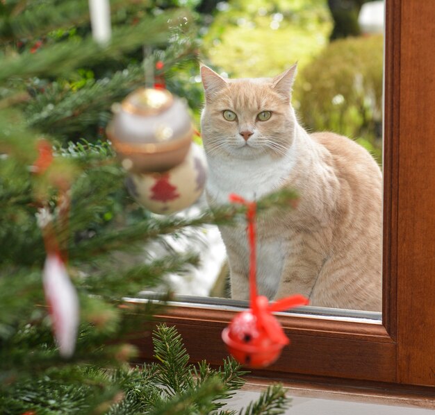 Gatto rosso e albero di Natale con giocattoli