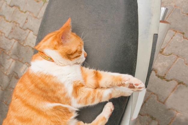 Gatto rosso e bianco con collare dorme su uno scooter