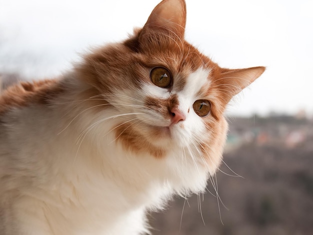 Gatto rosso e bianco seduto e guardando attentamente