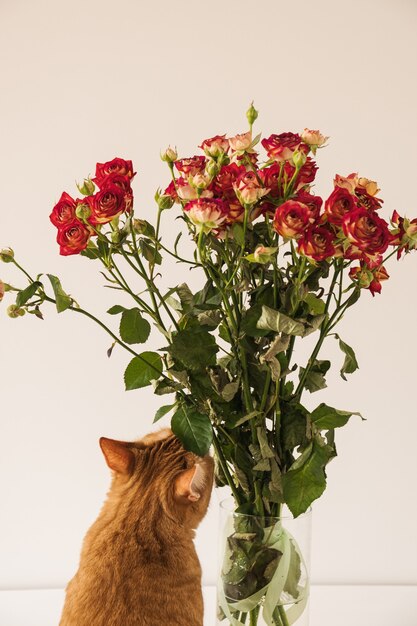 Gatto rosso grazioso che fiuta il mazzo delle rose rosse in vaso contro il muro bianco